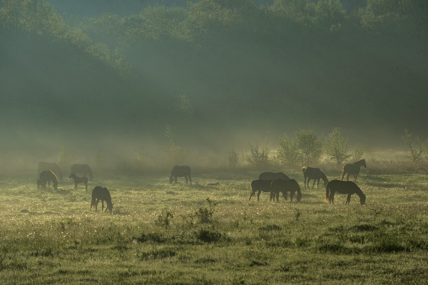 Зеленый туризм в Крыму – Конные прогулки